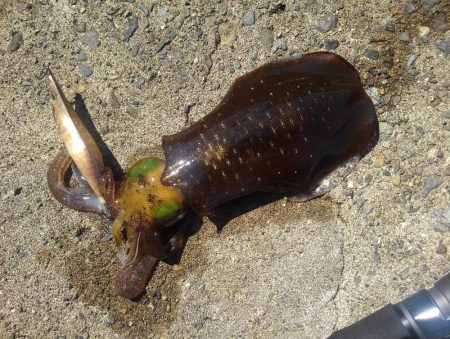 越前海岸でエギング